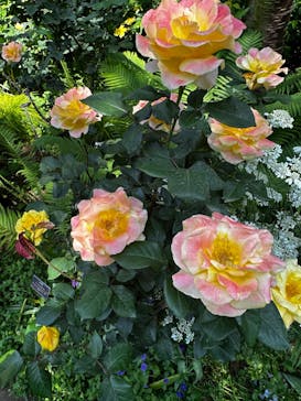 横浜イングリッシュガーデンに投稿された画像（2023/5/4）