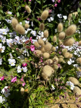 横浜イングリッシュガーデンに投稿された画像（2023/5/4）