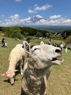 まかいの牧場に投稿された画像（2023/5/4）