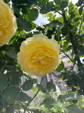 京成バラ園に投稿された画像（2023/5/4）