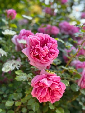 横浜イングリッシュガーデンに投稿された画像（2023/5/4）