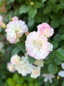 横浜イングリッシュガーデンに投稿された画像（2023/5/4）