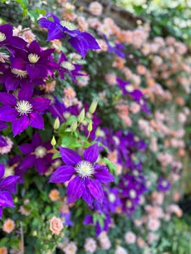 横浜イングリッシュガーデンに投稿された画像（2023/5/4）