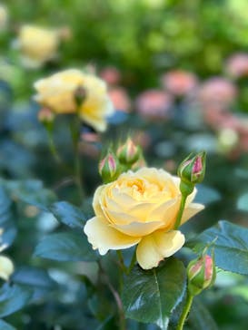 横浜イングリッシュガーデンに投稿された画像（2023/5/4）