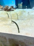 アクアワールド茨城県大洗水族館に投稿された画像（2023/5/4）