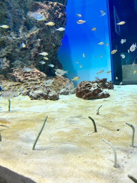 アクアワールド茨城県大洗水族館に投稿された画像（2023/5/4）