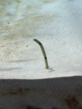アクアワールド茨城県大洗水族館に投稿された画像（2023/5/4）