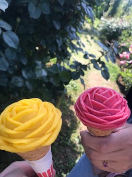 京成バラ園に投稿された画像（2023/5/4）