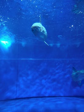 アクアワールド茨城県大洗水族館に投稿された画像（2023/5/4）
