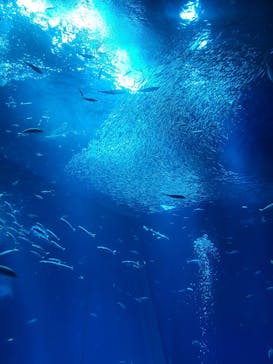 アクアワールド茨城県大洗水族館に投稿された画像（2023/5/4）