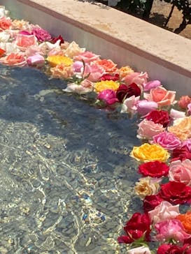 京成バラ園に投稿された画像（2023/5/4）