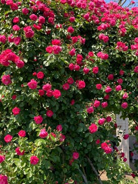 京成バラ園に投稿された画像（2023/5/4）