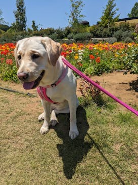 いばらきフラワーパークに投稿された画像（2023/5/4）