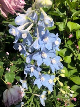 横浜イングリッシュガーデンに投稿された画像（2023/5/4）