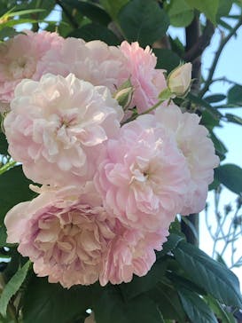 横浜イングリッシュガーデンに投稿された画像（2023/5/4）