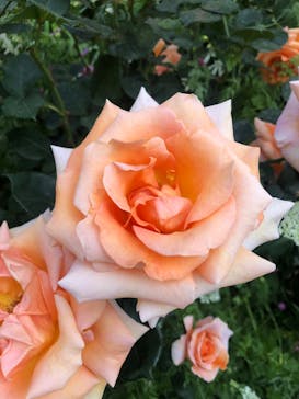 横浜イングリッシュガーデンに投稿された画像（2023/5/4）