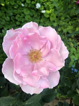 横浜イングリッシュガーデンに投稿された画像（2023/5/4）