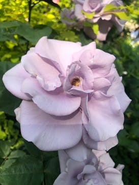 横浜イングリッシュガーデンに投稿された画像（2023/5/4）