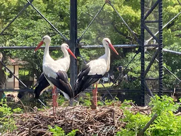 天王寺動物園に投稿された画像（2023/5/4）