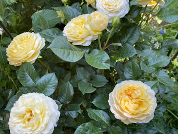 横浜イングリッシュガーデンに投稿された画像（2023/5/4）