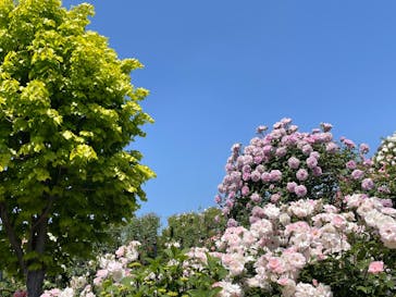 横浜イングリッシュガーデンに投稿された画像（2023/5/4）