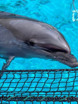 ゼロ距離水族館 伊勢シーパラダイスに投稿された画像（2023/5/4）