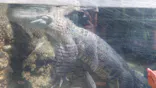 天王寺動物園に投稿された画像（2023/5/4）
