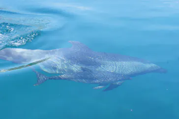 うみたま体験パーク 「つくみイルカ島」に投稿された画像（2023/5/4）