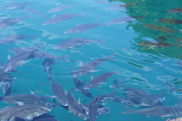 うみたま体験パーク 「つくみイルカ島」に投稿された画像（2023/5/4）