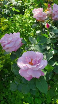 横浜イングリッシュガーデンに投稿された画像（2023/5/4）