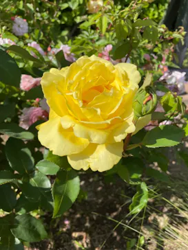 横浜・八景島シーパラダイスに投稿された画像（2023/5/4）