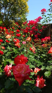 横浜イングリッシュガーデンに投稿された画像（2023/5/4）