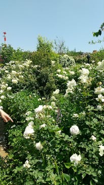 横浜イングリッシュガーデンに投稿された画像（2023/5/4）