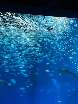 アクアワールド茨城県大洗水族館に投稿された画像（2023/5/4）