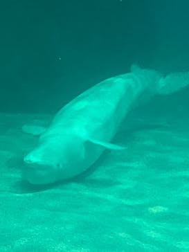 名古屋港水族館に投稿された画像（2023/5/4）