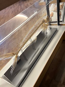 アクアワールド茨城県大洗水族館に投稿された画像（2023/5/4）