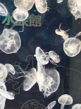 しながわ水族館に投稿された画像（2023/5/4）