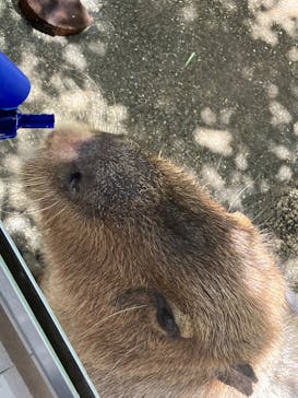 世界淡水魚園水族館　アクア・トトぎふに投稿された画像（2023/5/4）