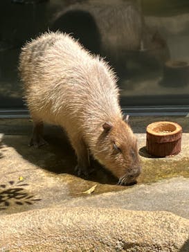 世界淡水魚園水族館　アクア・トトぎふに投稿された画像（2023/5/4）