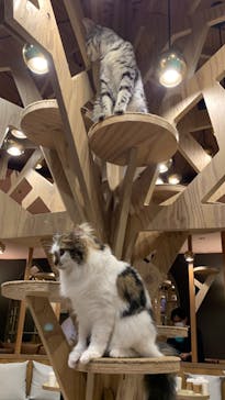 猫カフェモカ 名古屋栄店に投稿された画像（2023/5/4）