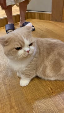 猫カフェモカ 名古屋栄店に投稿された画像（2023/5/4）