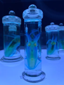 上越市立水族博物館 うみがたりに投稿された画像（2023/5/4）