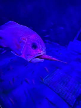 上越市立水族博物館 うみがたりに投稿された画像（2023/5/4）