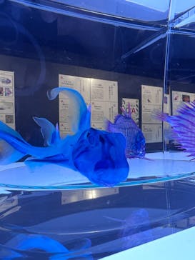 上越市立水族博物館 うみがたりに投稿された画像（2023/5/4）