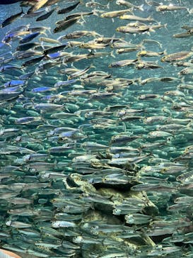 サンシャイン水族館に投稿された画像（2023/5/4）