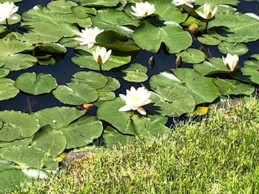 三溪園に投稿された画像（2023/5/4）