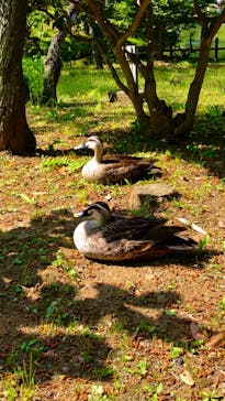三溪園に投稿された画像（2023/5/4）