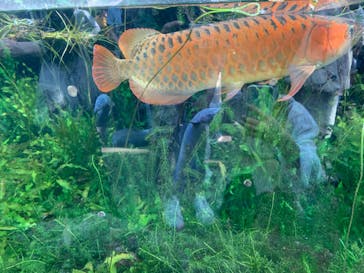 環境水族館アクアマリンふくしまに投稿された画像（2023/5/4）