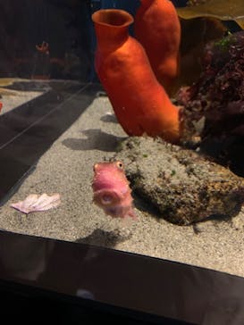 環境水族館アクアマリンふくしまに投稿された画像（2023/5/4）