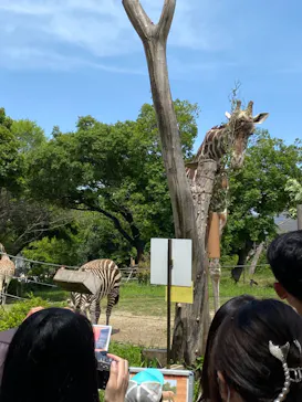 天王寺動物園に投稿された画像（2023/5/4）